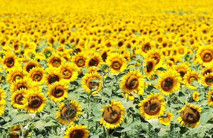 El girasol suma noticias que deberían ser alcistas